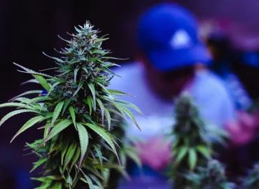 Cannabis club vs coffee shop Barcellona