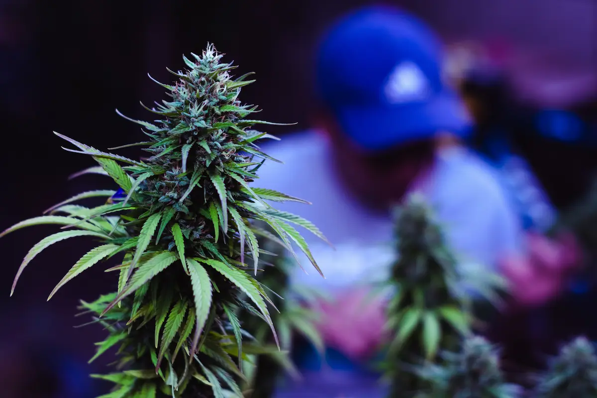 Cannabisclub vs. Coffeeshop Barcelona: Entdecken Sie die Unterschiede