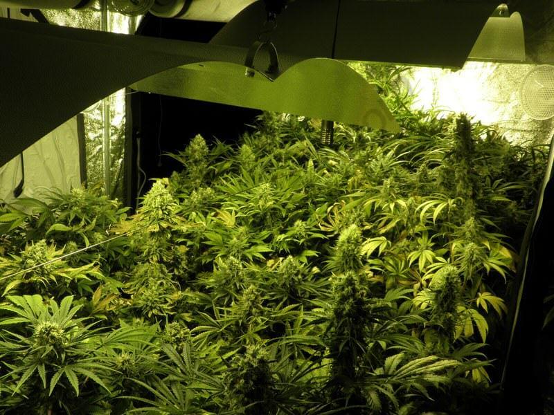How to grow and care for cannabis plants indoors