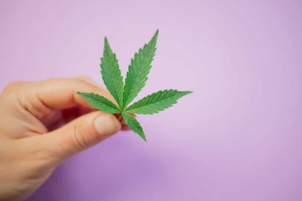 Cannabinoide und Endocannabinoide - Der Schnitt