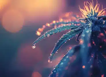 What is THC