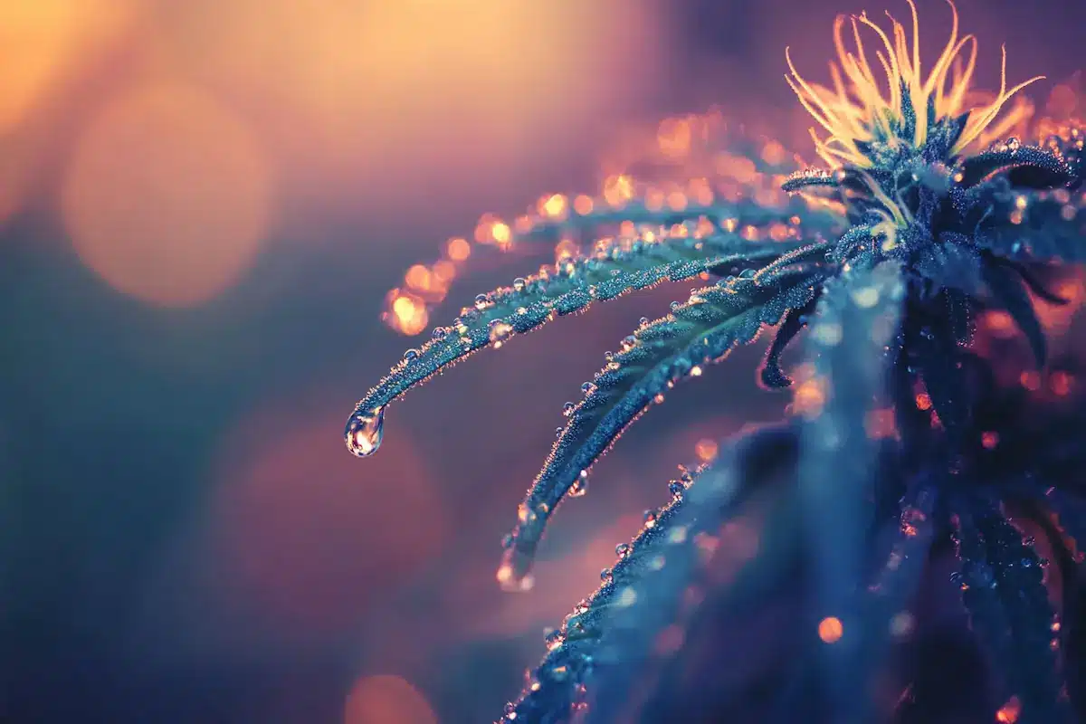 What is THC