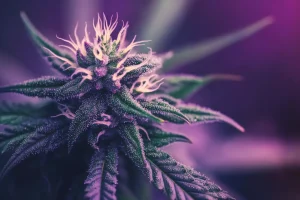 Arten von Indica Marihuana Beispiele